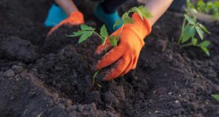 Kann man jetzt noch Obstbäume zurückschneiden? Garten Blog