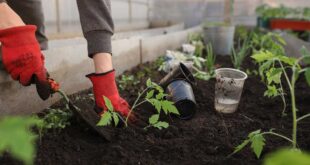 Nachhaltige-Gartenpflege