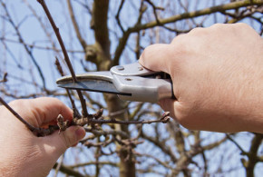 Kann man jetzt noch Obstbäume zurückschneiden? - Garten Blog