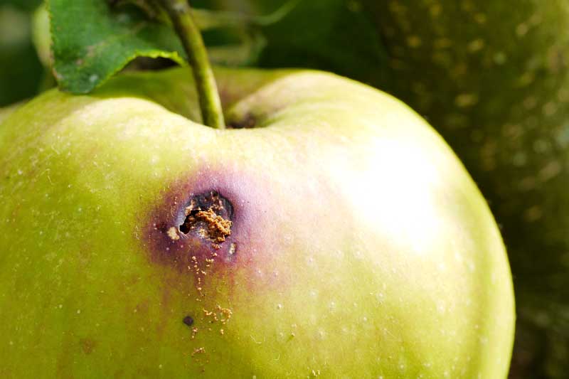 Schädlingsbefall an Apfel von Apfelwickler