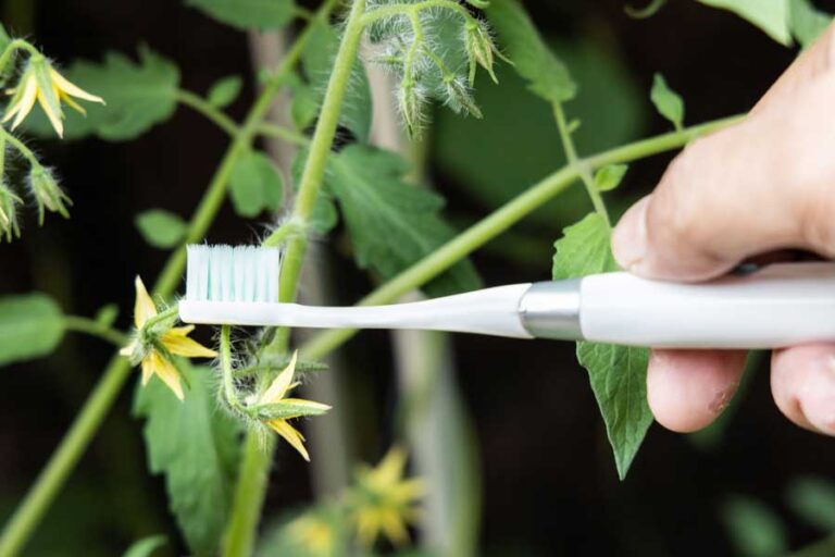 Tomaten im Gewächshaus bestäuben so gehen Sie vor Garten Blog
