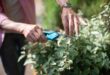 Akku-Gartenschere: Elektrische Unterstützung beim Schneiden von Ästen und Sträuchern