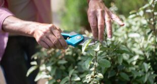 Akku-Gartenschere: Elektrische Unterstützung beim Schneiden von Ästen und Sträuchern