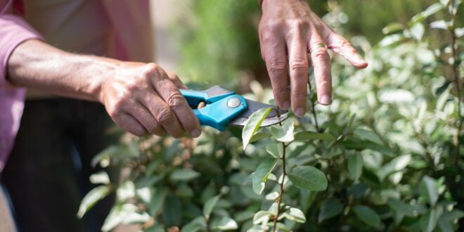 Akku-Gartenschere: Elektrische Unterstützung beim Schneiden von Ästen und Sträuchern