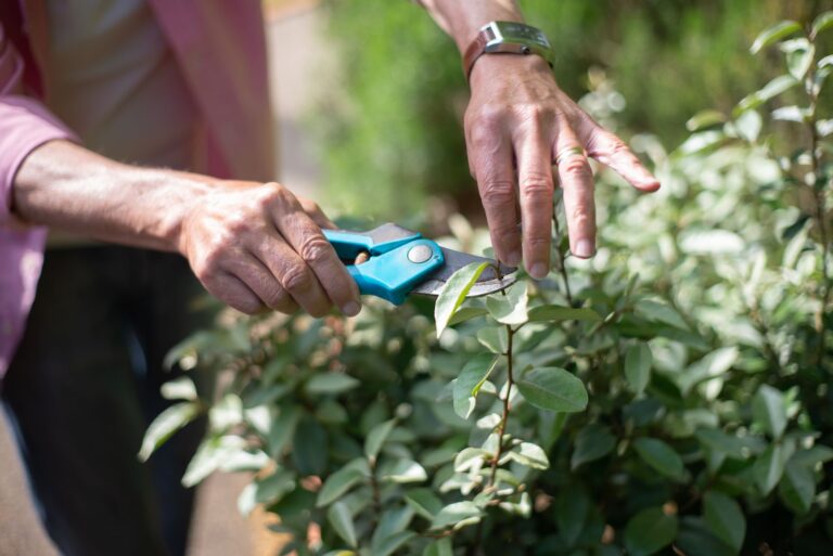 Akku-Gartenschere: Elektrische Unterstützung beim Schneiden von Ästen und Sträuchern