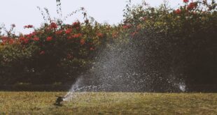 Automatische Gartenbewässerung: Welche Systeme eignen sich für Zuhause?