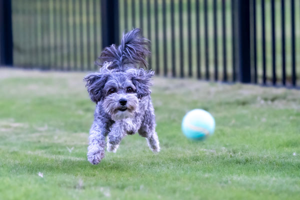 ballwurfmaschine-hund