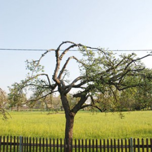 baum-grundstuecksgrenze