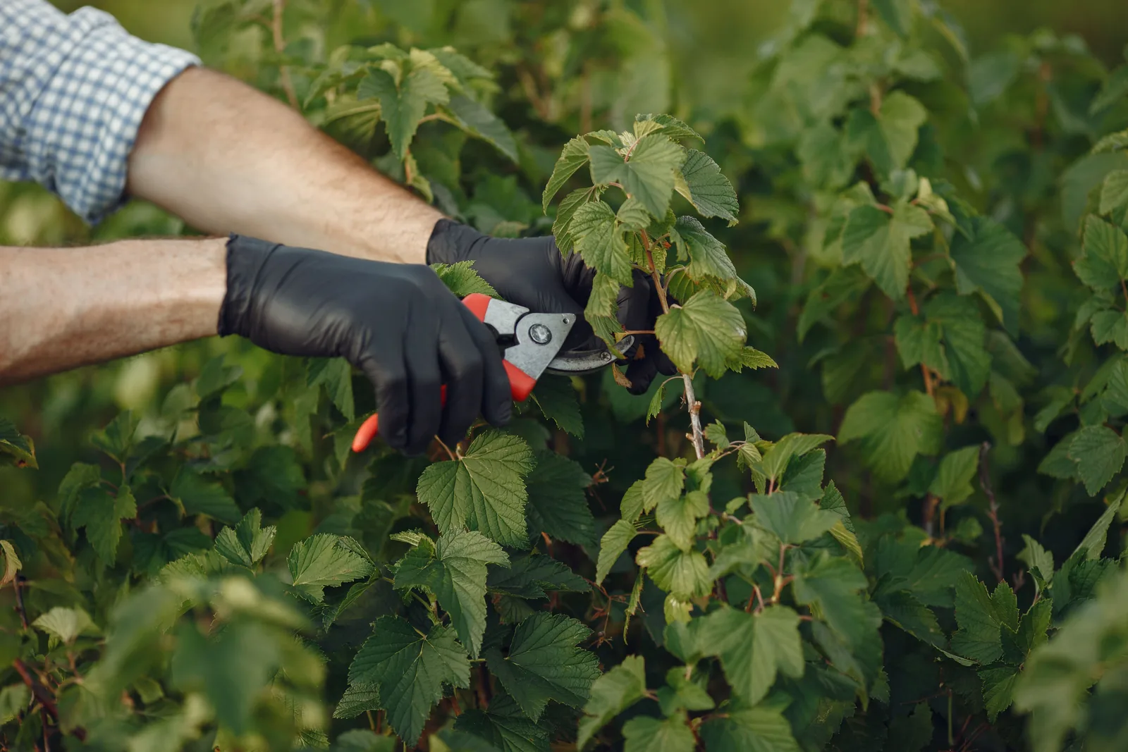 Mit Handschuhen geführte Gartenschere beim Auslichten eines grünen Beerenstrauchs