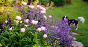 beipflanzung-garten