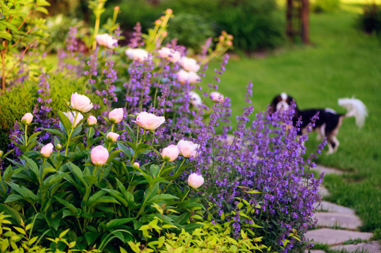 beipflanzung-garten