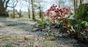 Rosa blühende Bergenie an einem halbschattigen Standort