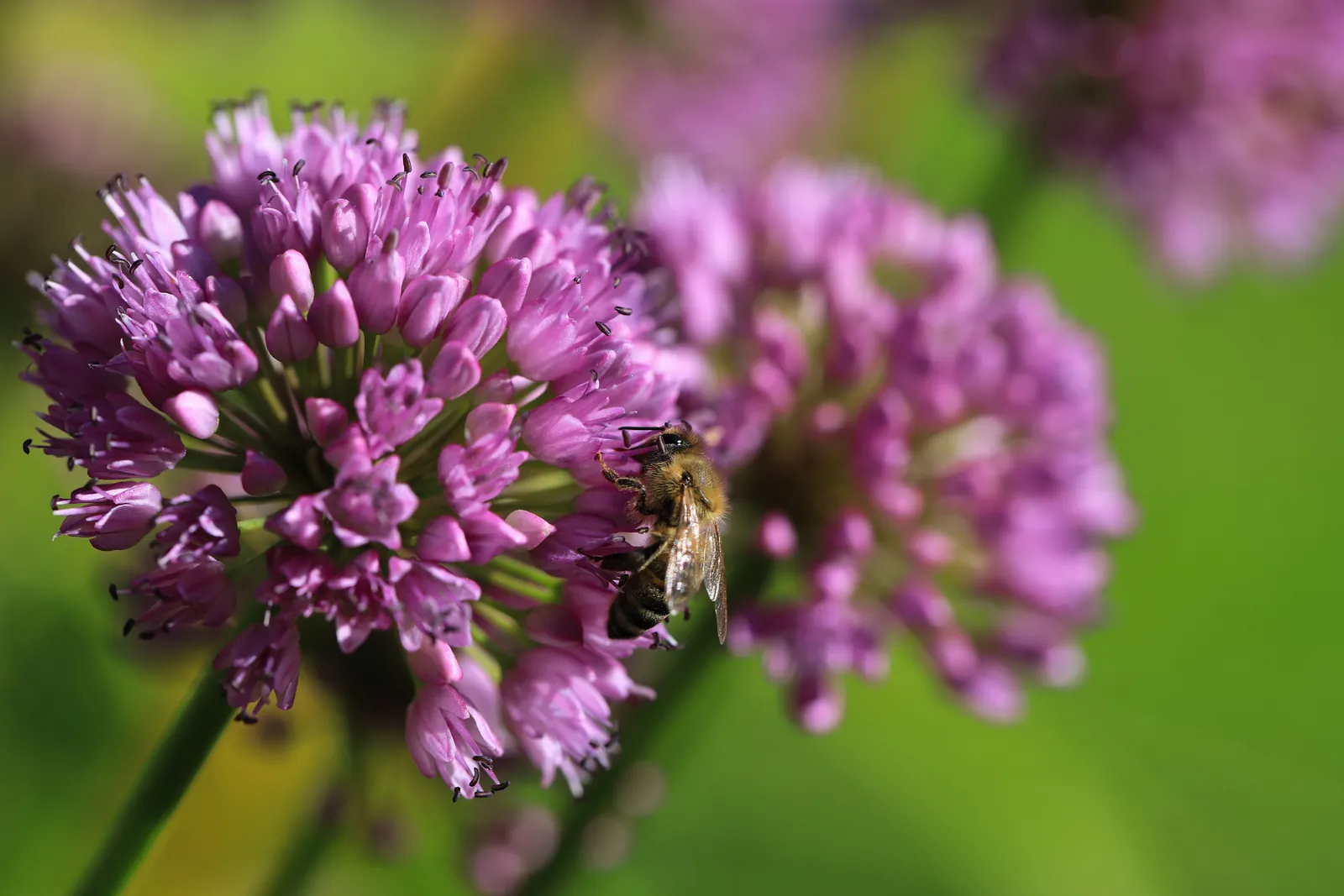 Eine Biene sammelt Nahrung auf der violetten Kugelblüte eines Zierlauchs