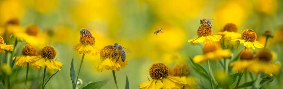 bienenfreundlicher-garten