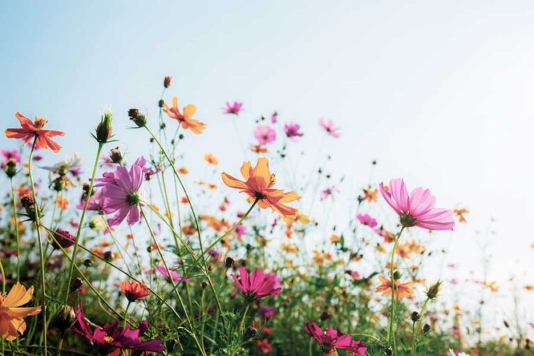 blumenwiese-anlegen