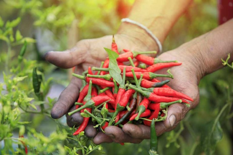 chili-ernte