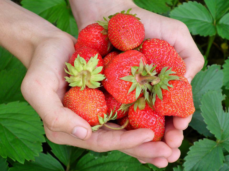 récolte de fraises