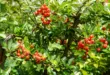 Feuerdorn mit dichten roten Fruchtständen und glänzend grünen Blättern