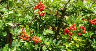 Feuerdorn mit dichten roten Fruchtständen und glänzend grünen Blättern