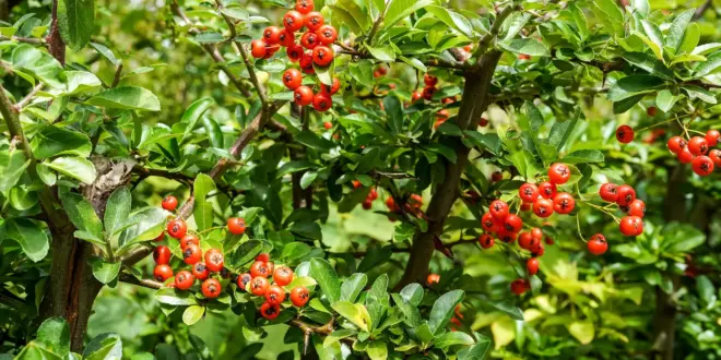 Feuerdorn mit dichten roten Fruchtständen und glänzend grünen Blättern