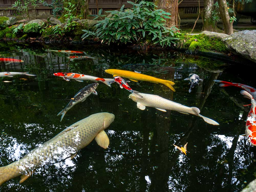 fische-gartenteich