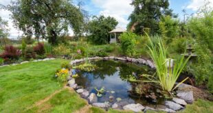 gartenteich-statt-aquarium