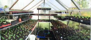 Gewächshaus für Anfänger Alle Infos für Hobbygärtner Garten Blog