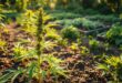 hanfpflanze im garten