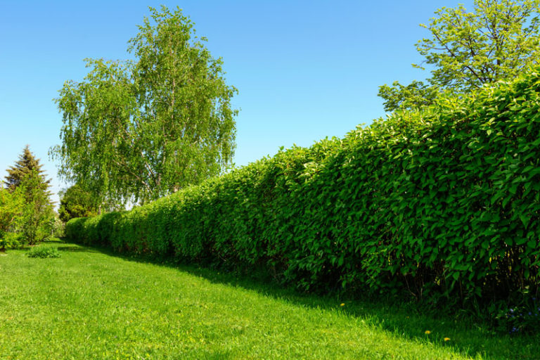 hecke