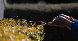Hecke schneiden Werkzeug: Welches ist das Richtige für deine Hecke?