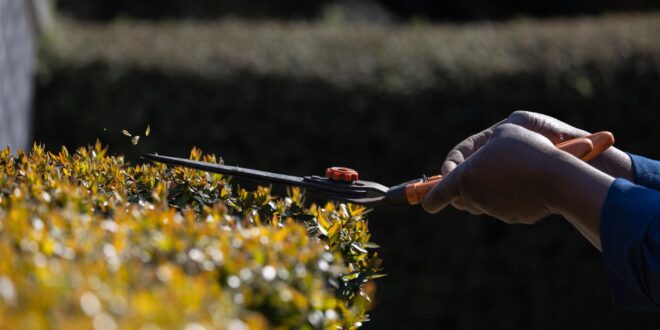 Hecke schneiden Werkzeug: Welches ist das Richtige für deine Hecke?