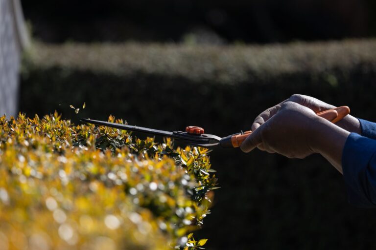 Hecke schneiden Werkzeug: Welches ist das Richtige für deine Hecke?