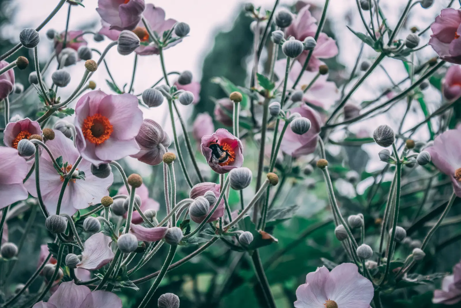 Hummel sammelt Pollen an einer rosafarbenen Herbst-Anemone