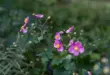 Rosafarbene Herbst-Anemonen blühen über einem grünen Staudenbeet