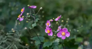 Rosafarbene Herbst-Anemonen blühen über einem grünen Staudenbeet
