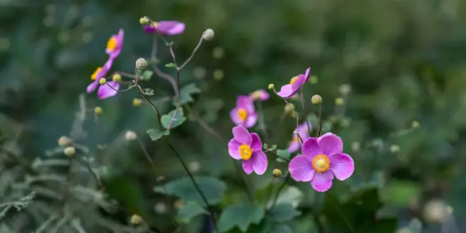 Rosafarbene Herbst-Anemonen blühen über einem grünen Staudenbeet
