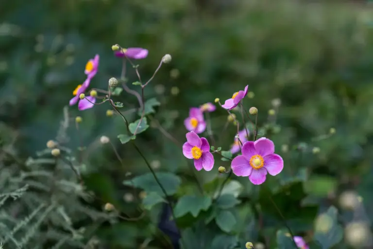 Rosafarbene Herbst-Anemonen blühen über einem grünen Staudenbeet