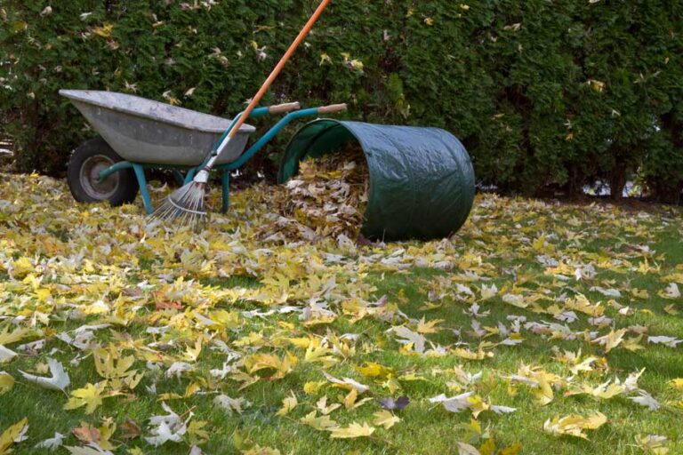 herbstlaub-entfernen