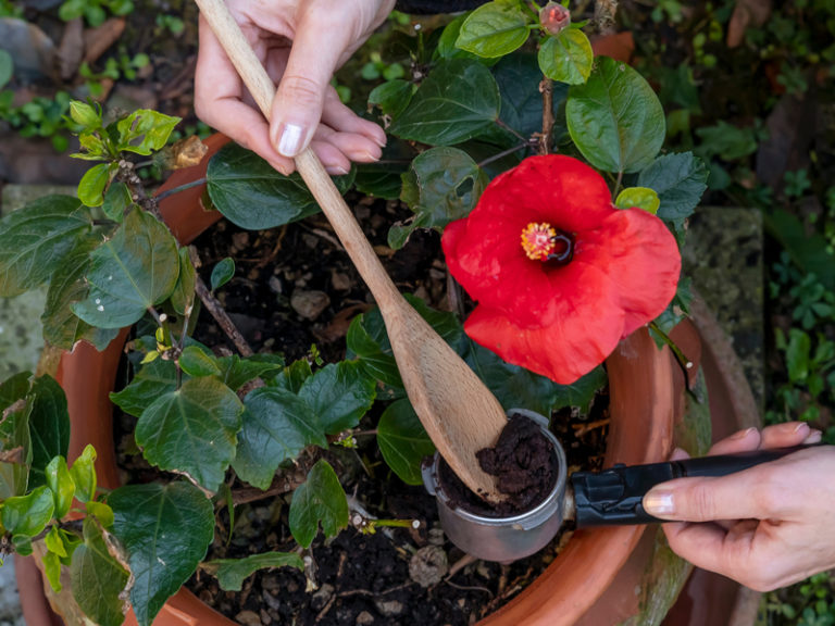 HibiskusPflege Pflanzen, Gießen, Düngen und Schneiden für eine üppige