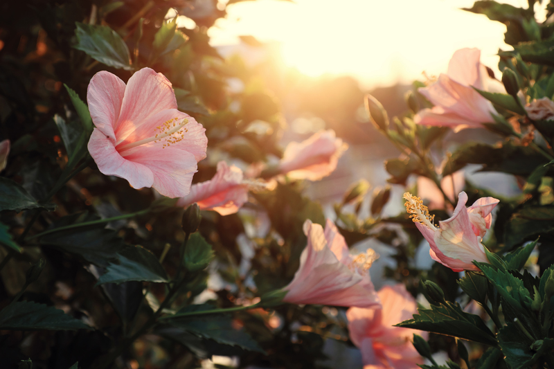 HibiskusPflege Pflanzen, Gießen, Düngen und Schneiden für eine üppige