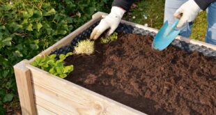 hochbeet-anlegen