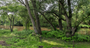 Hochbeet aus Holz: Welche Holzarten eignen sich für den Garten?