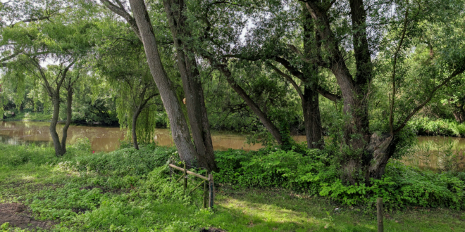 Hochbeet aus Holz: Welche Holzarten eignen sich für den Garten?