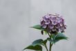 hortensie blüht nicht