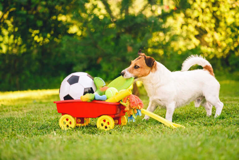hundespielzeug-garten