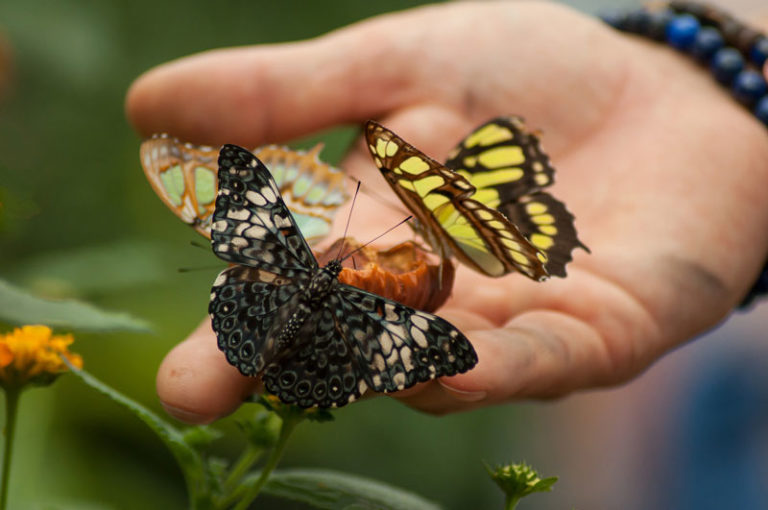 insekten-im-garten