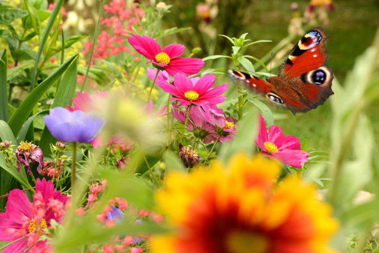 Summ, Summ, Summ Der insektenfreundliche Garten Garten Blog