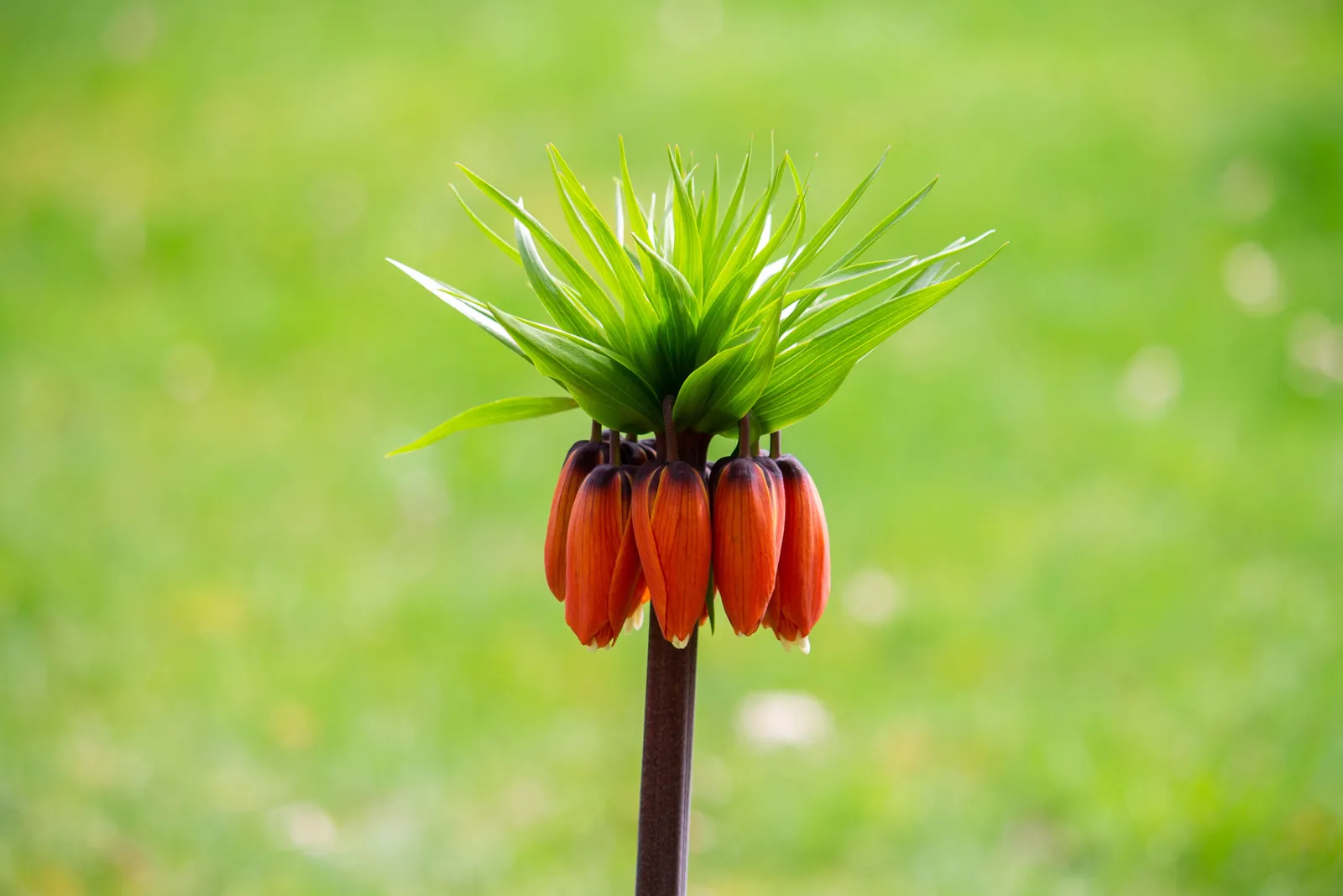 Orange Glockenblüten und grüner Blattschopf einer Kaiserkrone