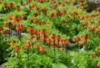 Gruppe orange blühender Kaiserkronen in einem Gartenbeet