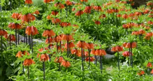 Gruppe orange blühender Kaiserkronen in einem Gartenbeet